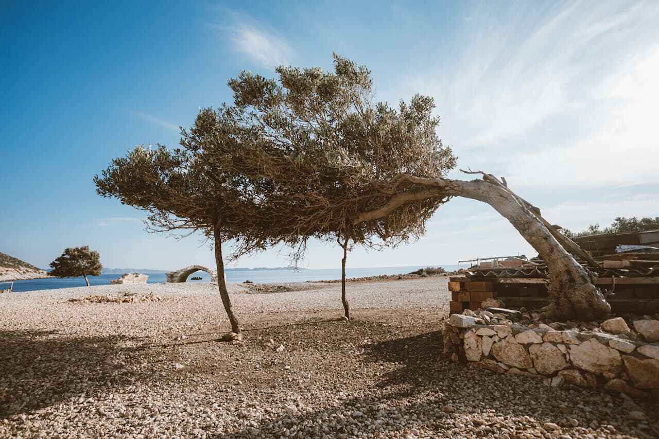 Tree Root Removal